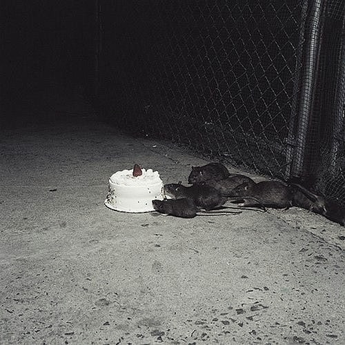 a community of rats eating a cake on a dark sidewalk.